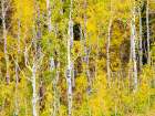 USA-Utah-Logan Canyon Colorful aspens in autumn Art Print